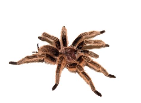 Spider Png Image Purepng Free Transparent Cc0 Png Image Library