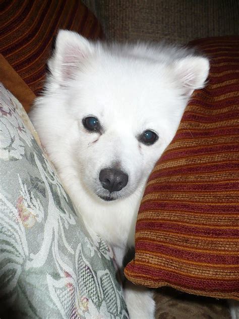 100 Best Images About Miniature American Eskimo Dogs On Pinterest