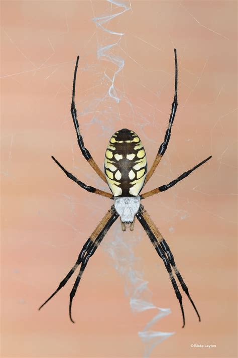 Black And Yellow Garden Spider Vol 5 No 31 Mississippi State