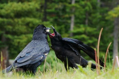 Do Crows Mate For Life Find Out The Truth Birdwatching Buzz