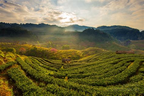 Tea Plantations Justified Image Grid Premium Wordpress Gallery