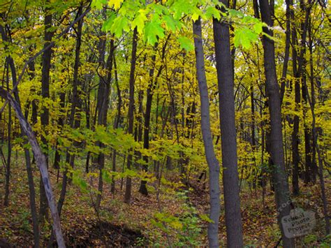Free Dense Maple Trees Forest Photo Fall Foliage Picture Royalty Free