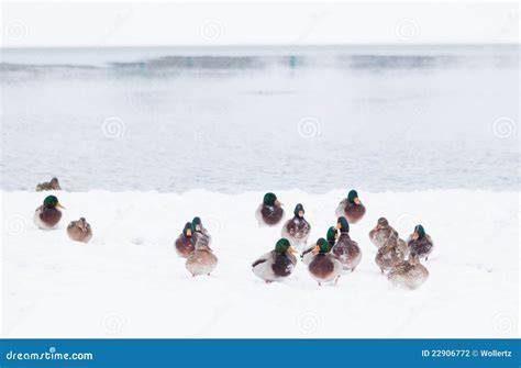 Wild Ducks In Snow Storm Stock Photo Image Of Drake 22906772
