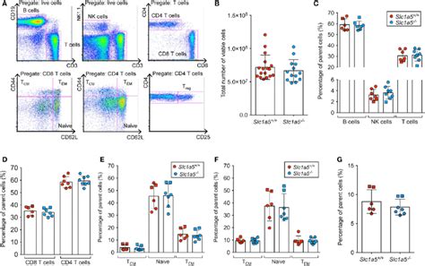 No Differences In T Cell Populations In The Spleen Of Slc1a5 −−
