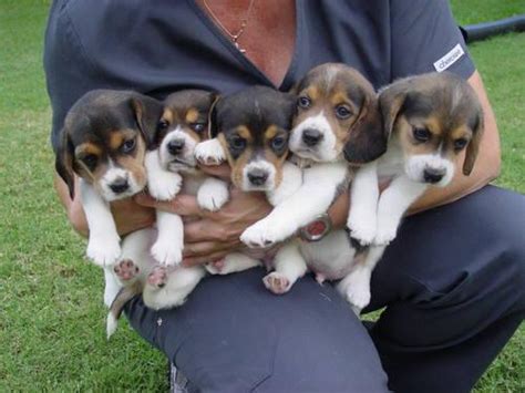 Puppy shots are an important part of routine puppy care. Have 5 Male Tri-Color Beagle Puppies 5 Weeks Old Call for ...