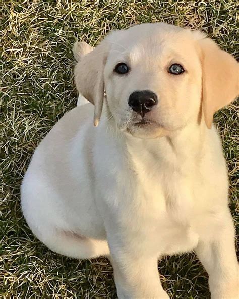 In their round, dark eyes is the gentle exhaustion of a selfless caretaker, hidden behind a mask of calm composure. 815 次赞、 7 条评论 - Labradors For Me (@labradors4me) 在 ...