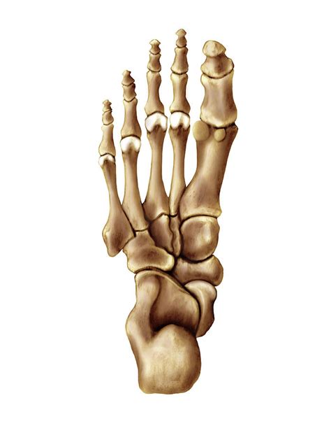 Bones Of The Foot Photograph By Asklepios Medical Atlas Pixels