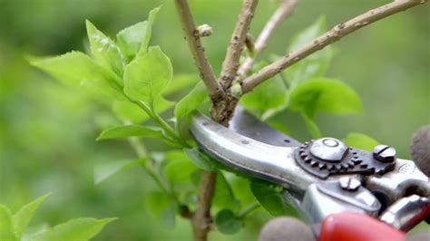 How To Prune Flowering Shrubs ~ Bees And Roses