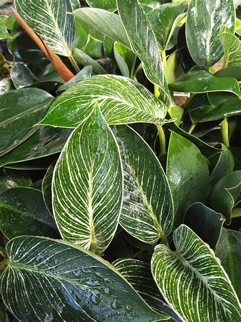 Plant specialists or plant boutiques how i like to call them are the best sources for rare there is a bunch of large plant nursery in the outskirts of berlin that offer a huge variety. Super White Philodendron Birkin Variegata in 2x2x7″ Pot - Kens Philodendrons