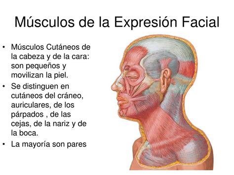 Ppt Músculos De La Expresión Facial Cuello Powerpoint Presentation