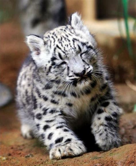 1000 Images About Baby Snow Leopard On Pinterest Tiger Cubs Zoos