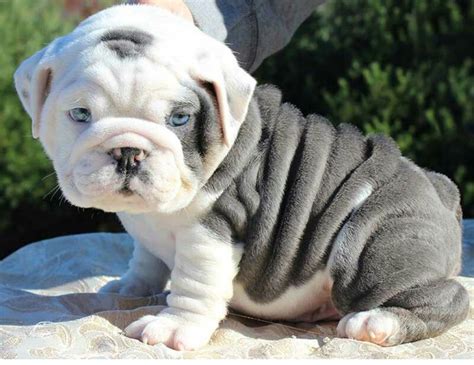 With a sweet and gentle demeanor, there isn't a mean bone in this breed's body. 20 Lovely English Bulldog Puppies For Sale Near Me | Puppy ...