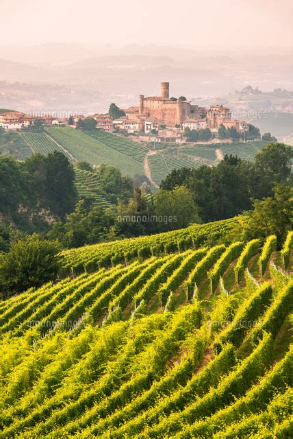 Italy Piedmont Cuneo District Langhe Castiglione Falletto The