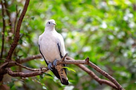 White Feathered Bird In Forest Picture Image 82962948