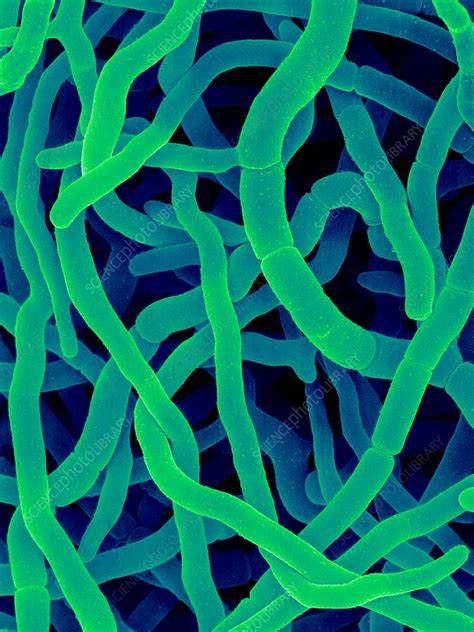 Filamentous Bacterium Streptomyces Rimosus Sem Stock Image C032
