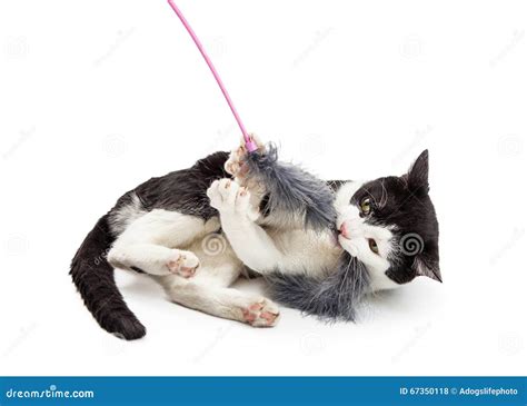 Cat Playing With Feather Toy Stock Photo Image Of Grabbing Animal