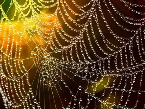 How To Clean Spider Webs The Easy Way Cleanerwiki