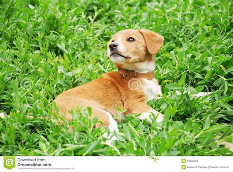 Dog In Grass Stock Image Image Of Cheerful Summer Sitting 10585393
