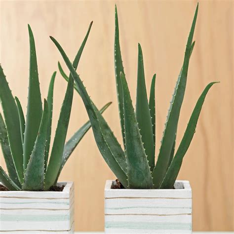 Gardens Alive Aloe Vera Potted Plant 76561 The Home Depot