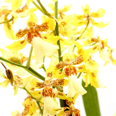 Yellow Orchid Oncidium Hybrid In Ceramic White Pot Living T