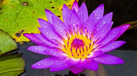 Water Lily Purple And Yellow Flower Hd Wallpaper High Definition For