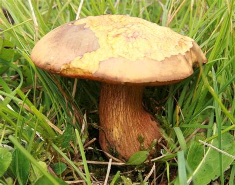 Suillellus Luridus Lurid Bolete Mushroom