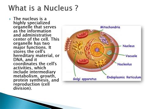 What Is The Structure Of The Nucleus In An Animal Cell The Nucleus