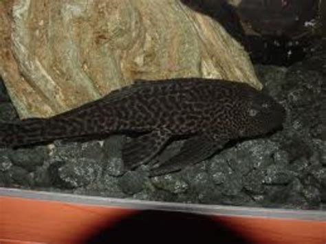 How To Choose The Right Plecostomus Pleco Pethelpful