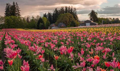 Salway Photography Tulip Farm Near Woodburn Oregon