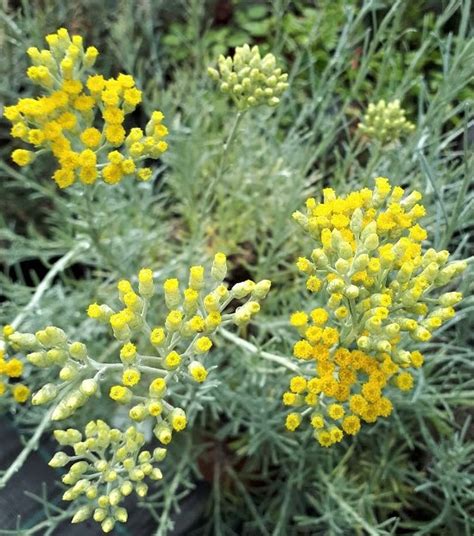 Curry Helichrysum Planta Aromática Jardín O Macetas Comprar Online