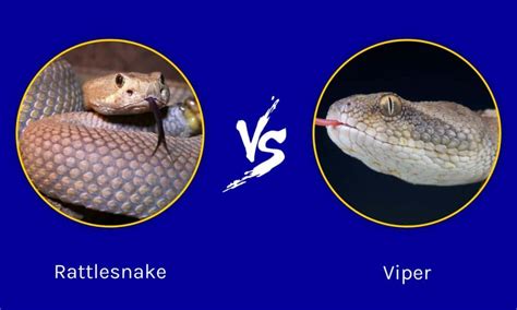 Which Is More Venomous Rattlesnakes Vs Vipers W3schools