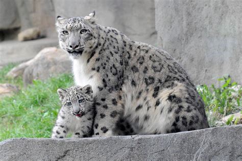 Baby Snow Leopard Wallpapers Wallpaper Cave