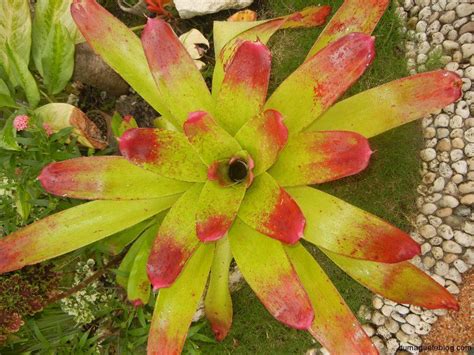 We hope this list will make it. Pin by erik rock on Flowers of the Philippines | Flowers ...