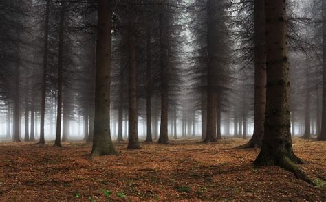 Nature Landscape Mist Forest Trees Calm Wallpapers Hd Desktop
