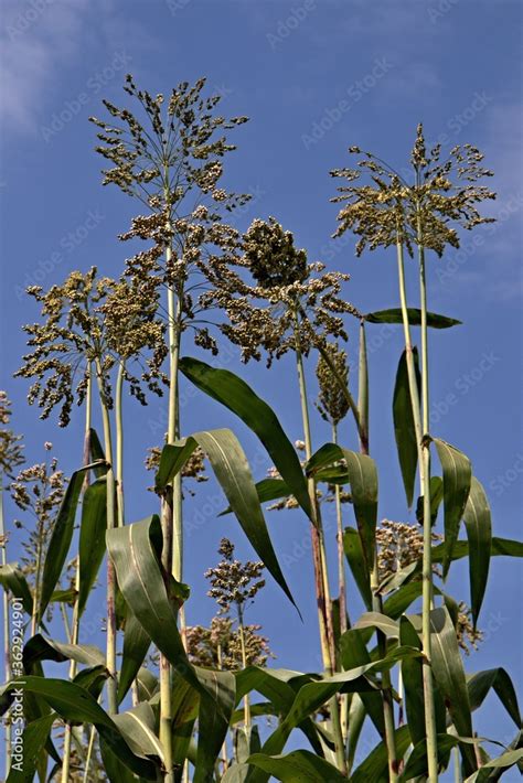 Eragrostis Tef Also Known As Teff Williams Lovegrass Or Annual Grass