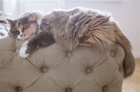 Top 7 Reasons People Should Love Cats Petmd