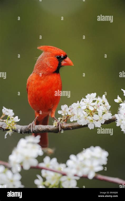 Northern Cardinal Cardinalis Cardinalis Adult Male On Blooming