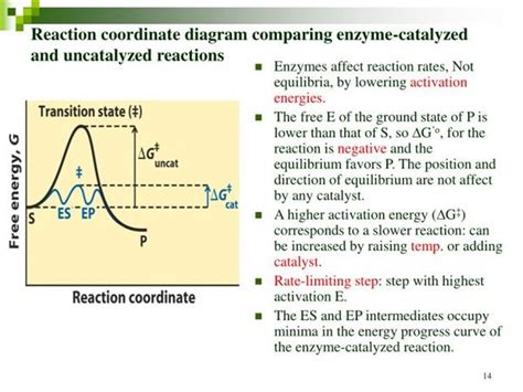 Energy Diagram For Catalyzed And Uncatalyzed Reactions Industries