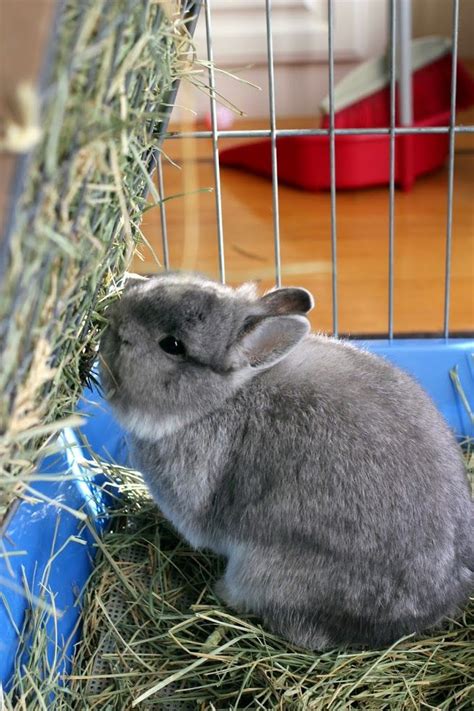 We have now placed twitpic in an archived state. DIY Hay Rack | Cooking Code with Bunnies | Hay racks ...