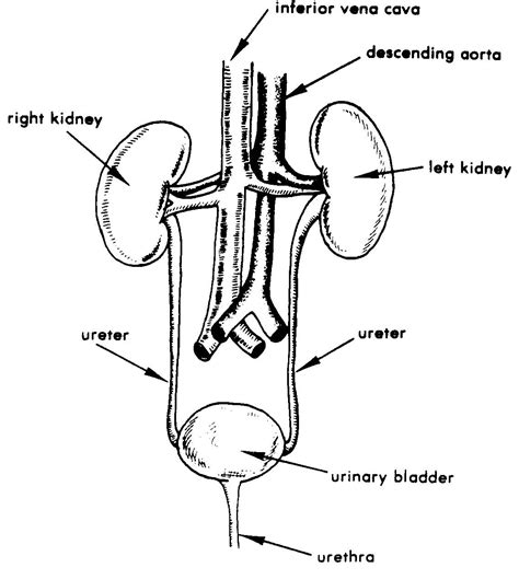 Images 08 Urogenital Systems Basic Human Anatomy