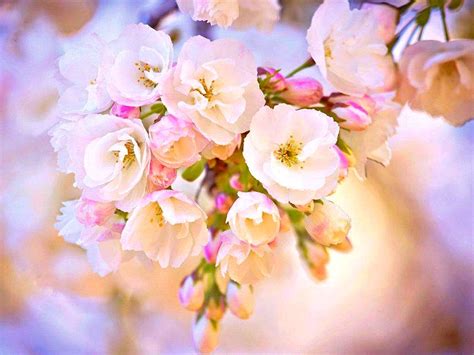 Free Download 21 Pretty Wallpapers Beautiful Backgrounds Images