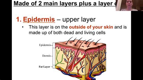Integumentary System Youtube