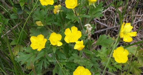 Le specie elencate nel catalogo vegetazione spontanea con fiore giallo. Fiori Gialli Spontanei Nomi : Fiori Gialli - Idee Green