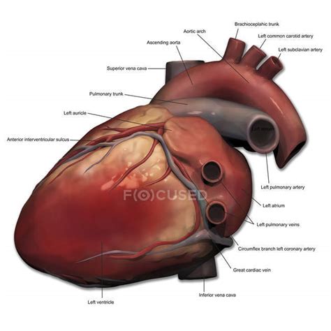Human Heart Anatomy — Atrium Digitally Generated Image Stock Photo