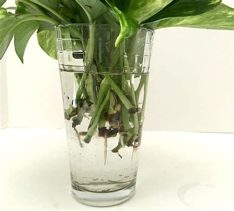 Whether growing squash in containers or in your garden, most varieties. pothos-cuttings