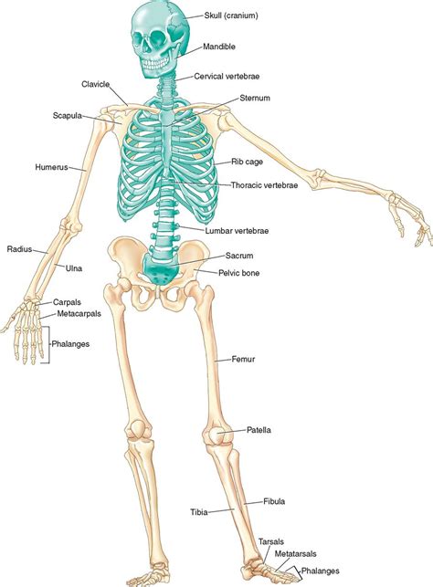 A Diagram Of Joints And Bones In The Human Body Amazon Com Ambesonne