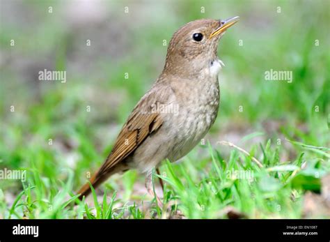 Thrush Nightingale Hi Res Stock Photography And Images Alamy