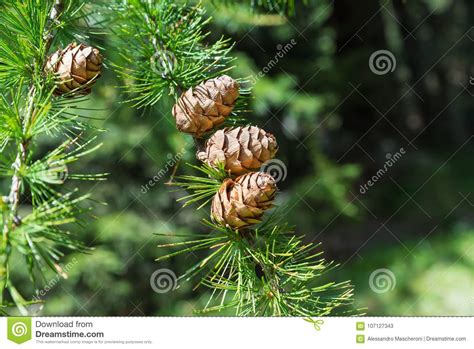 De europese lork of europese lariks ( larix decidua) is een boom uit de dennenfamilie ( pinaceae ). Twijg Van Europese Lariks Larix Decidua Met Denneappels Op Vage Achtergrond Stock Afbeelding ...
