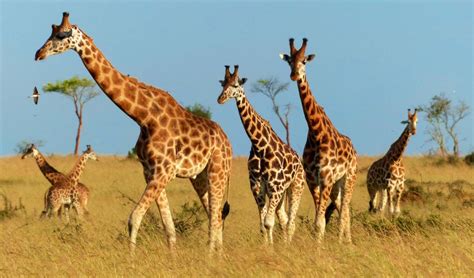 3 Days Uganda Wildlife Safari To Murchison Falls Uganda