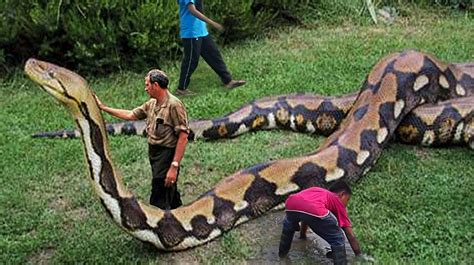 Are Giant Snake Pictures Real Mr Pest Guy